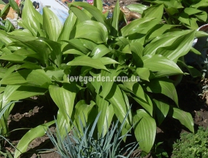 Хоста ( Hosta) остролистная